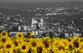 Sonnenblumenfeld vor Passau 3.jpg