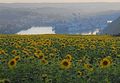 Sonnenblumenfeld vor Passau 1.jpg